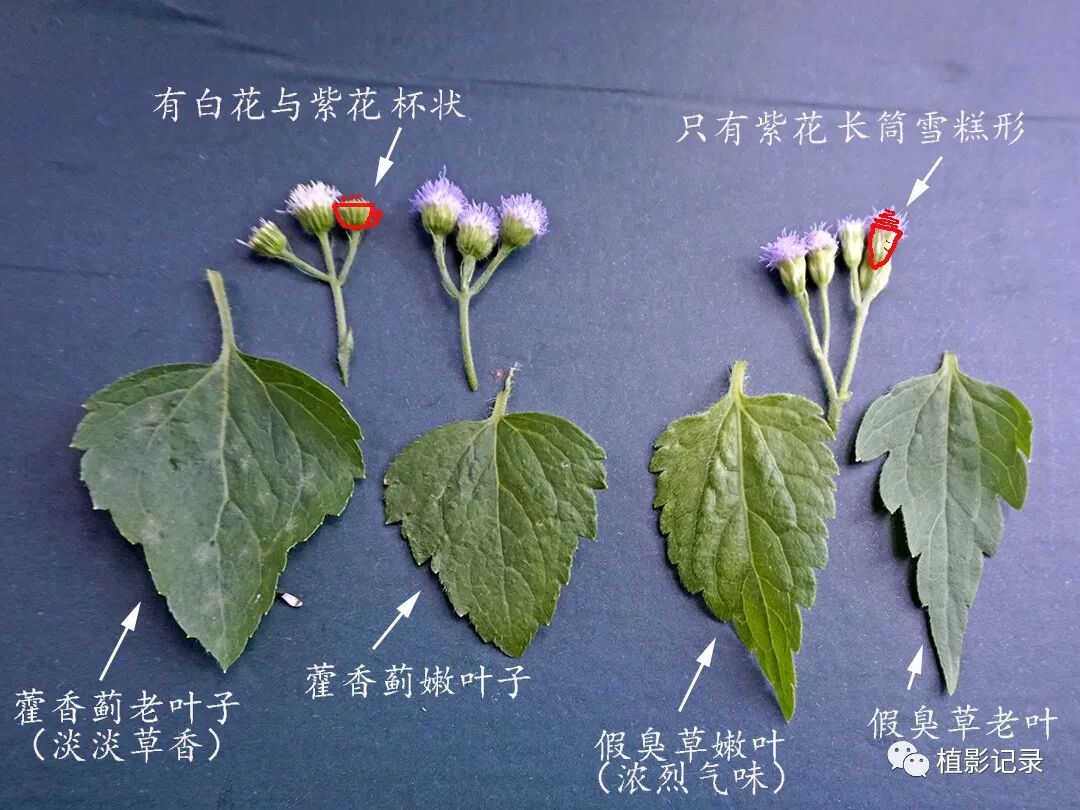 藿香蓟 一物降一物 捕食螨和红蜘蛛 健康 中文看天下