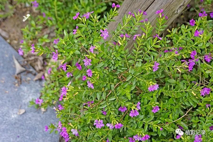 细叶萼距花 四季常开 花开紫色小巧精致 植影记录 微信公众号文章阅读 Wemp