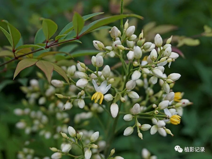 南天竹 花发朱明雨后天 结成红颗更轻圆 植影记录 微信公众号文章阅读 Wemp