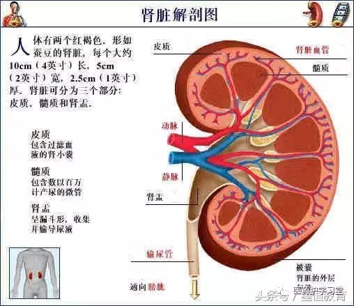 脾臟解剖圖32,脾臟,腎臟及胰腺31,肝臟解剖圖30,肝臟29,小腸解剖圖28