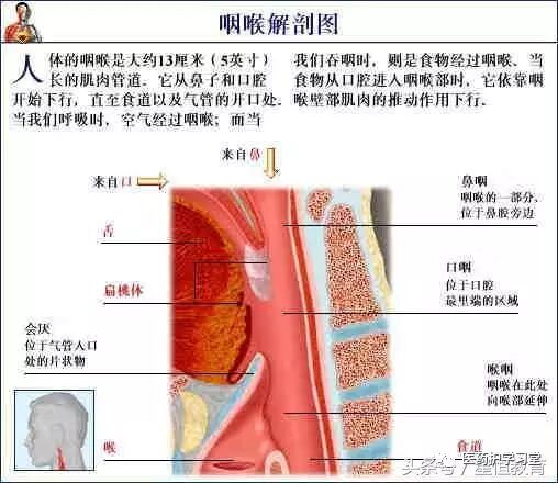 02人体结构五十六个解剖图谱加qq:1736347306 为好友,每日接