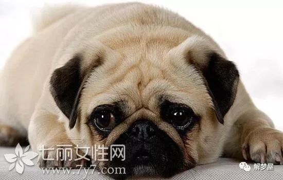 周公解梦，梦见四条狗咬自己，把狗都打跑了