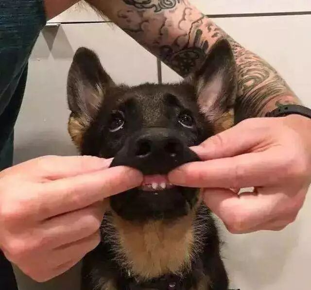 关于宝宝长牙你需要知道的十个问题