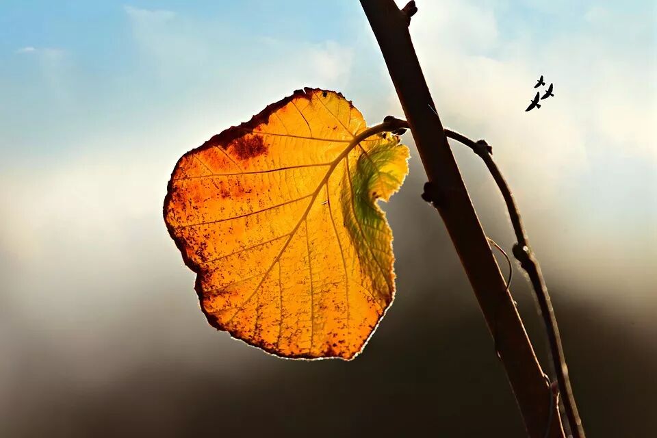 9月，好好喝黑茶！