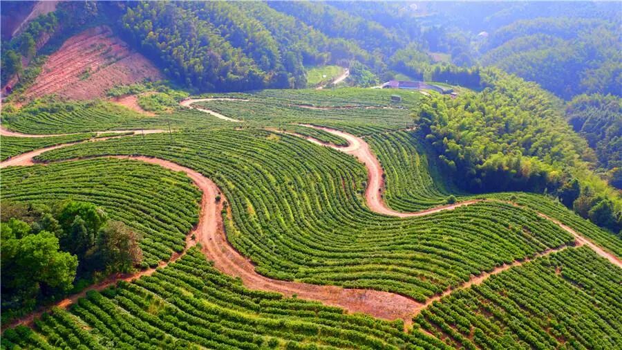 人生就像黑茶，先苦后甘，苦中有甜！