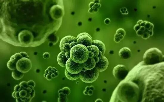 疫情继续爆发，喝好黑茶，办公在家！