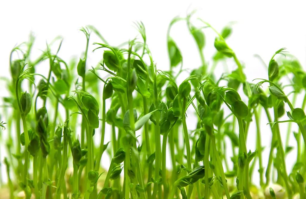 豌豆黄豆发芽后成为黄豆芽.