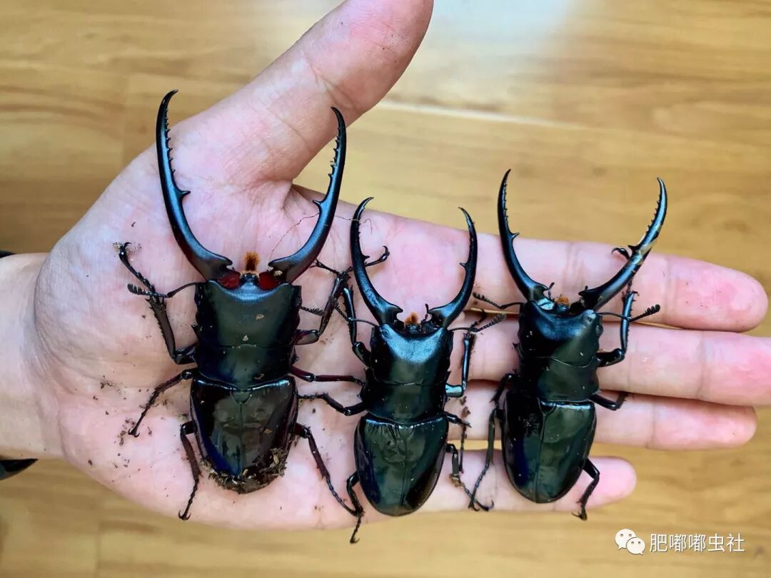 孔夫子锯锹饲育记录 肥嘟嘟虫社 微信公众号文章阅读 Wemp