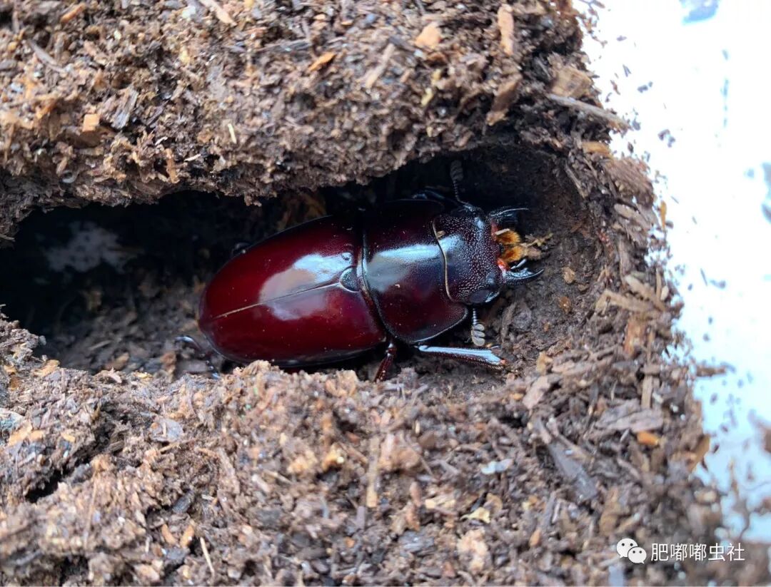 孔夫子锯锹饲育记录 肥嘟嘟虫社 微信公众号文章阅读 Wemp