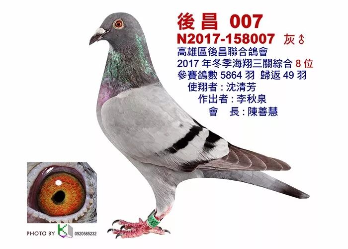 欣赏 2017冬季南海賽鴿協會後昌聯合會台灣南海入賞鴿特寫 自由微信 Freewechat