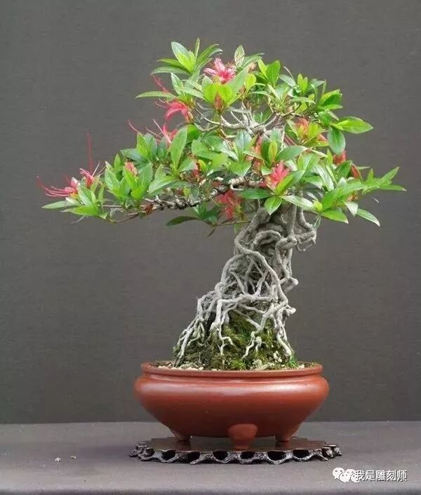 值得收藏的盆景养护常用技法 我是雕刻师 微信公众号文章阅读 Wemp