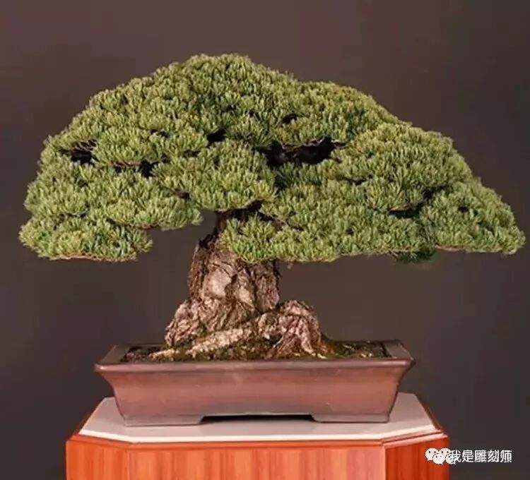 值得收藏的盆景养护常用技法 我是雕刻师 微信公众号文章阅读 Wemp