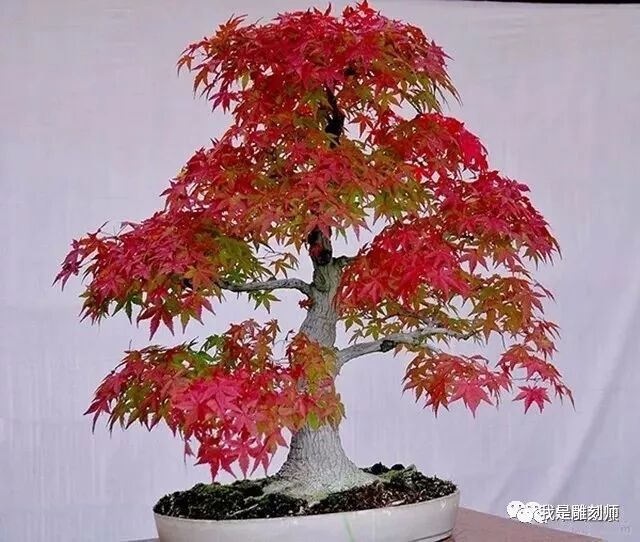 值得收藏的盆景养护常用技法 我是雕刻师 微信公众号文章阅读 Wemp