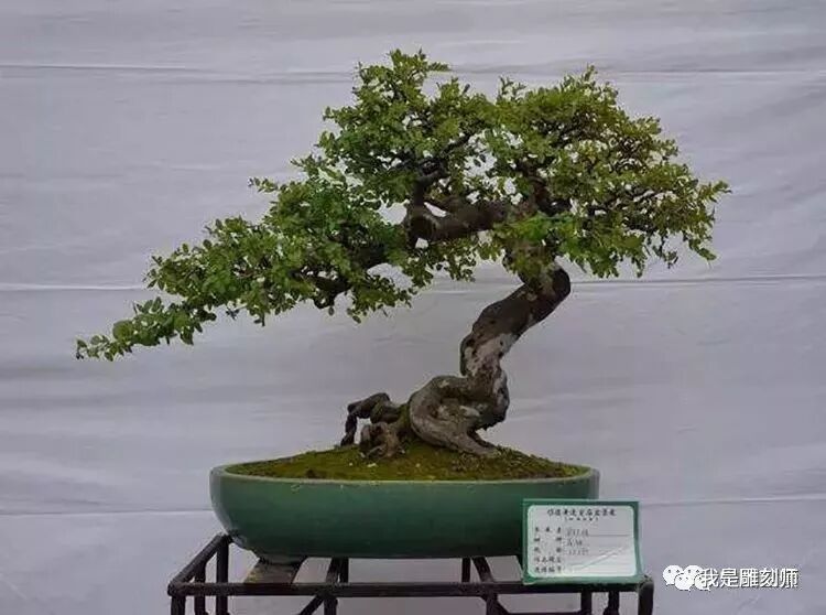 值得收藏的盆景养护常用技法 我是雕刻师 微信公众号文章阅读 Wemp