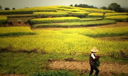 中国共产党领导“三农”工作的百年历史抉择