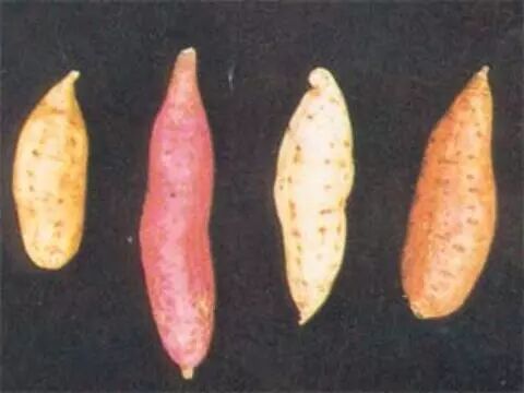 甘薯育苗技术之甘薯育苗的生物学基础 科大农业公共技术服务平台 官网