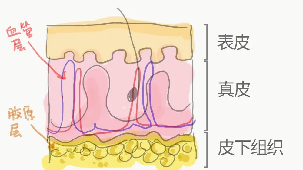 去美容院做基础护肤有用吗_26岁干性皮肤女人如何保养护肤_基础保养护肤品有哪些