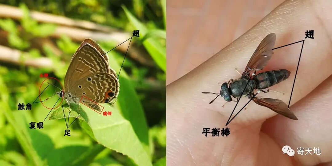 康乐园昆虫简谈 寄天地 微信公众号文章阅读 Wemp