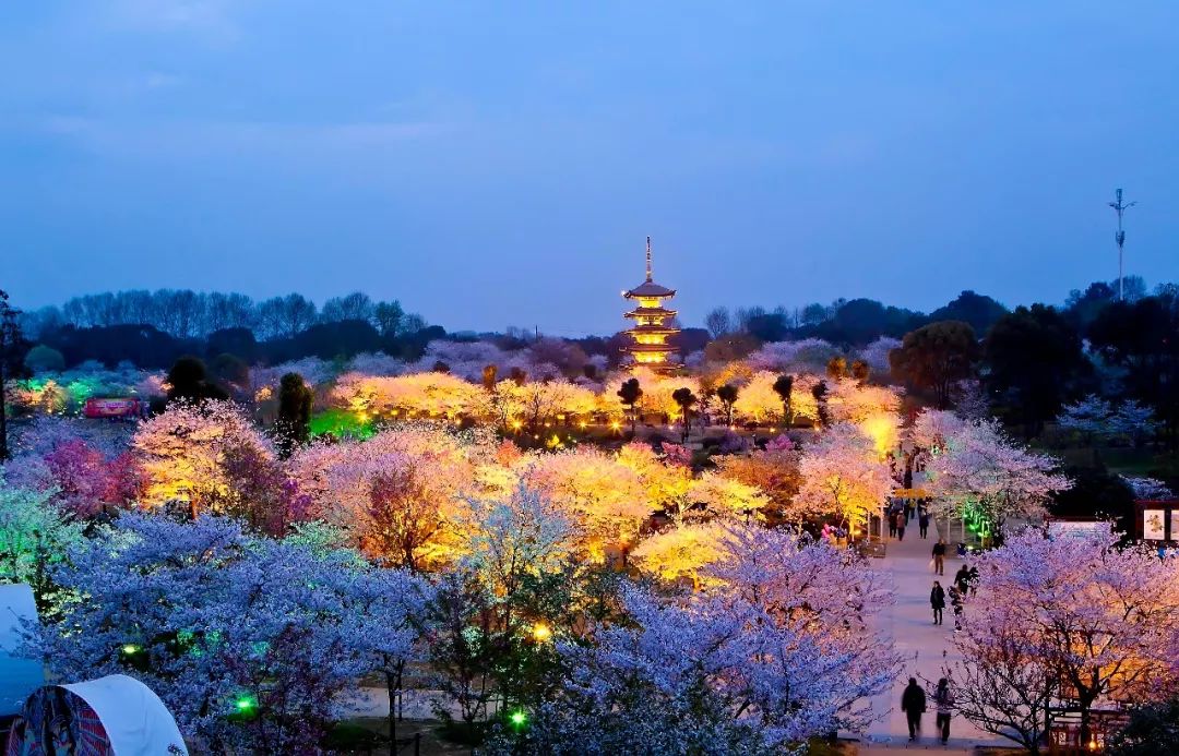 最近的天氣非非非非非常適合去武漢看櫻花。 旅遊 第32張