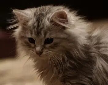 孕妇梦见猫是胎梦-周公解梦上孕妇梦见猫是生男孩还是女孩？