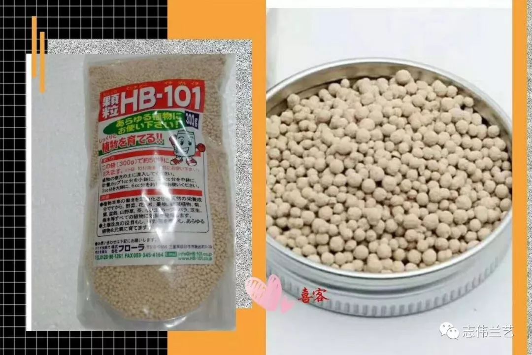 Hb 101缓释颗粒肥 是从杉 桧 松树 车前草萃取的天然营养液 使植物活力化 土壤活性化的纯天然产品 志伟兰艺