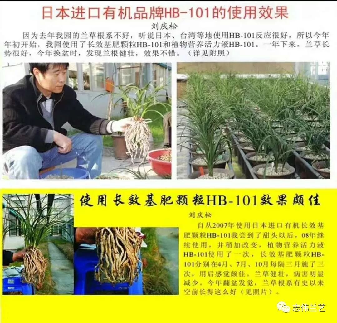Hb 101缓释颗粒肥 是从杉 桧 松树 车前草萃取的天然营养液 使植物活力化 土壤活性化的纯天然产品 志伟兰艺