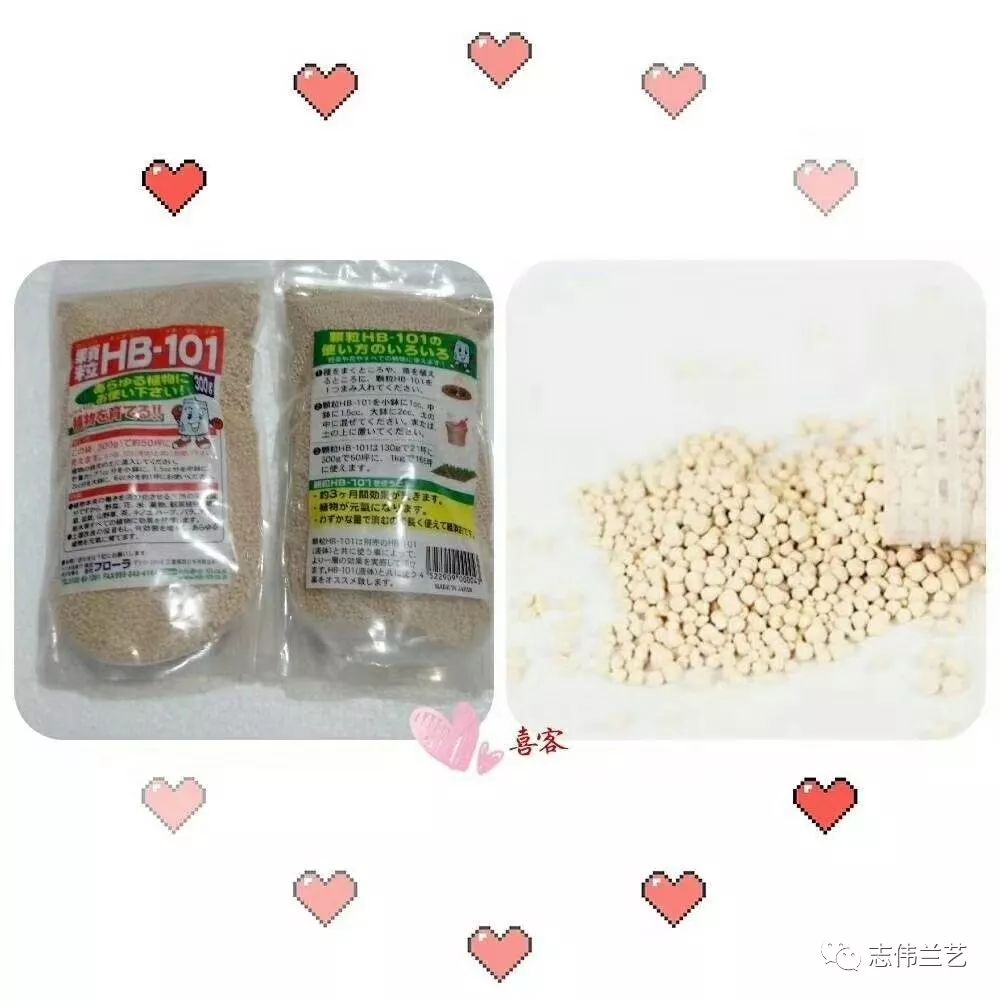 Hb 101缓释颗粒肥 是从杉 桧 松树 车前草萃取的天然营养液 使植物活力化 土壤活性化的纯天然产品 志伟兰艺