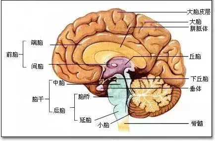 教育培训中枢神经系统及其功能 中枢神经系统包括脊髓和脑,脑又由脑干