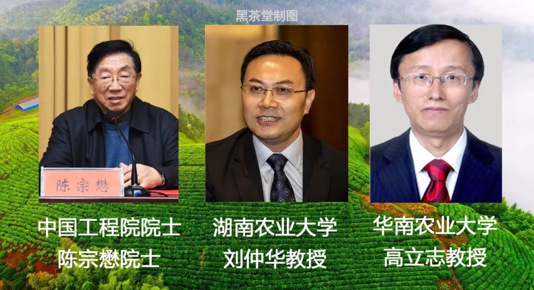 世界科学权威期刊 | 英国《自然》杂志：推崇中国茶及黑茶