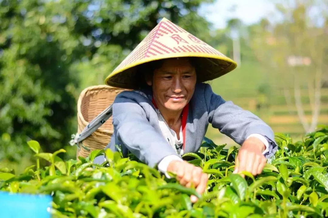 茶企如何做大做强，农业部这样回应！