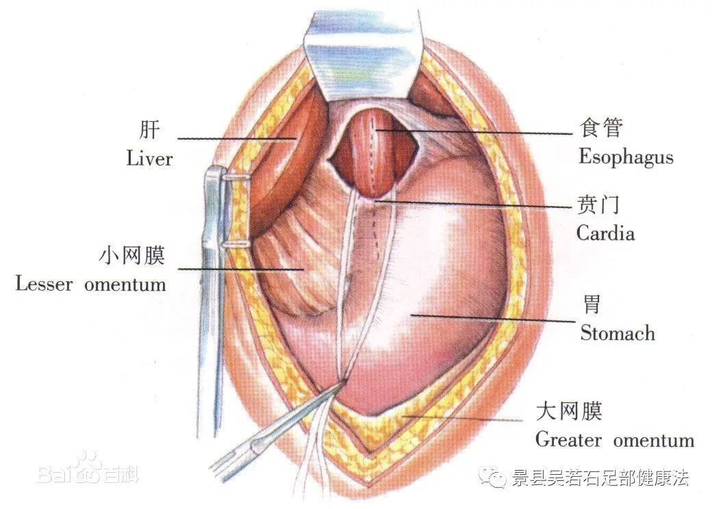 贲门的足疗按摩手法 吴若石足部反射健康法服务中心 微信公众号文章阅读 Wemp