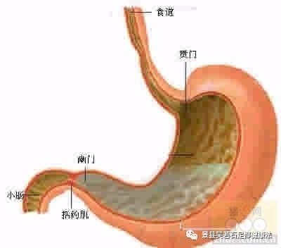 贲门的足疗按摩手法 吴若石足部反射健康法服务中心 微信公众号文章阅读 Wemp