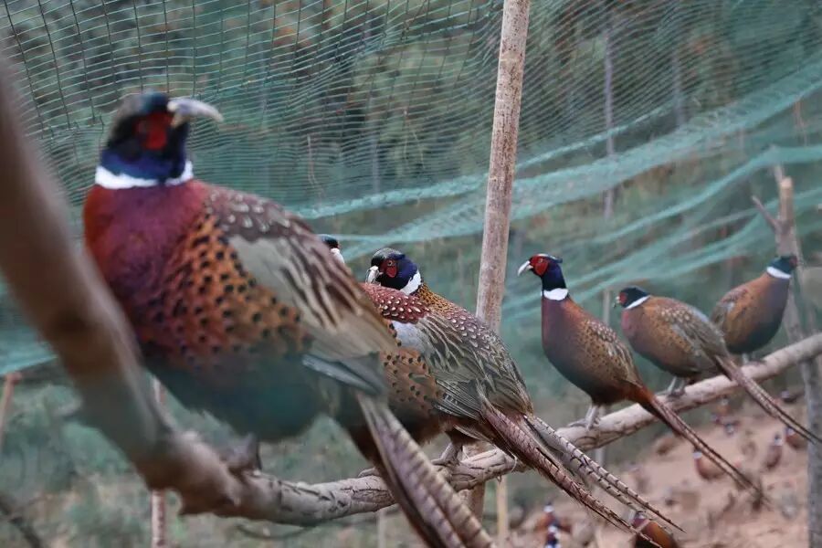 史忠存饲养的"七彩山鸡"