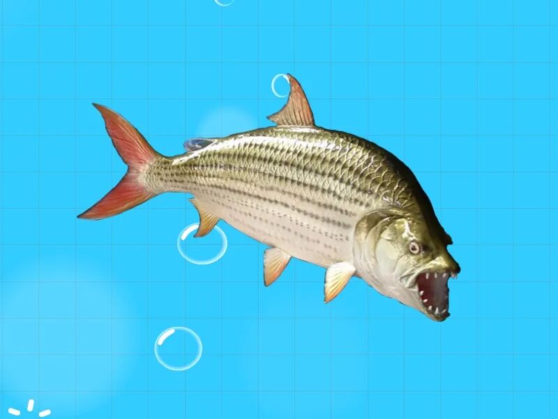 大部分人都不知道巨型水虎鱼,因为它只生活在非洲刚果相对与世隔绝的