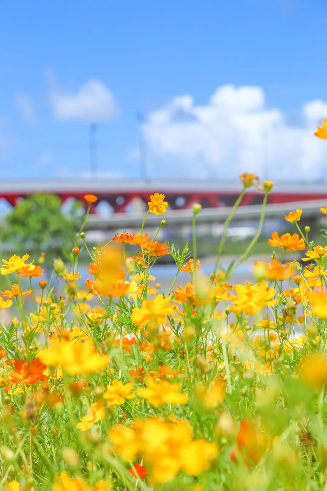 氛围感拉满这个夏日横琴63000㎡花海等你来打卡