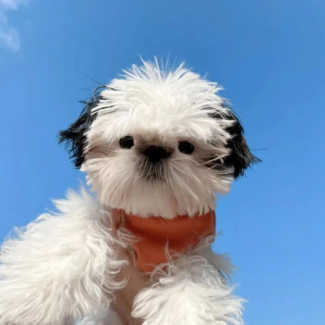 头像诗是大自然生成的花更是春天的旅程