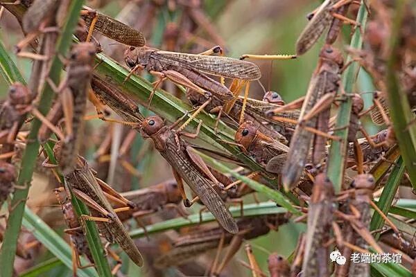 蝗虫为何成灾?因为一种可怕的进化策略!