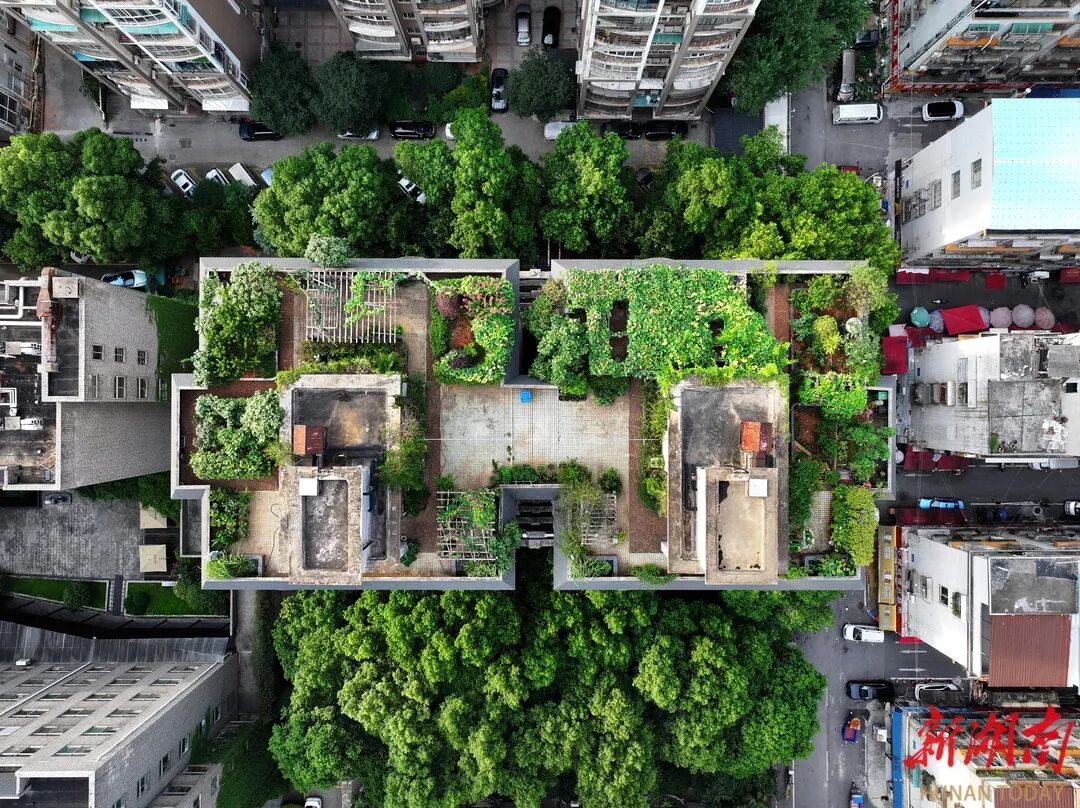 蔡皋和先生打造的屋顶花园。湖南日报全媒体记者 童迪 摄