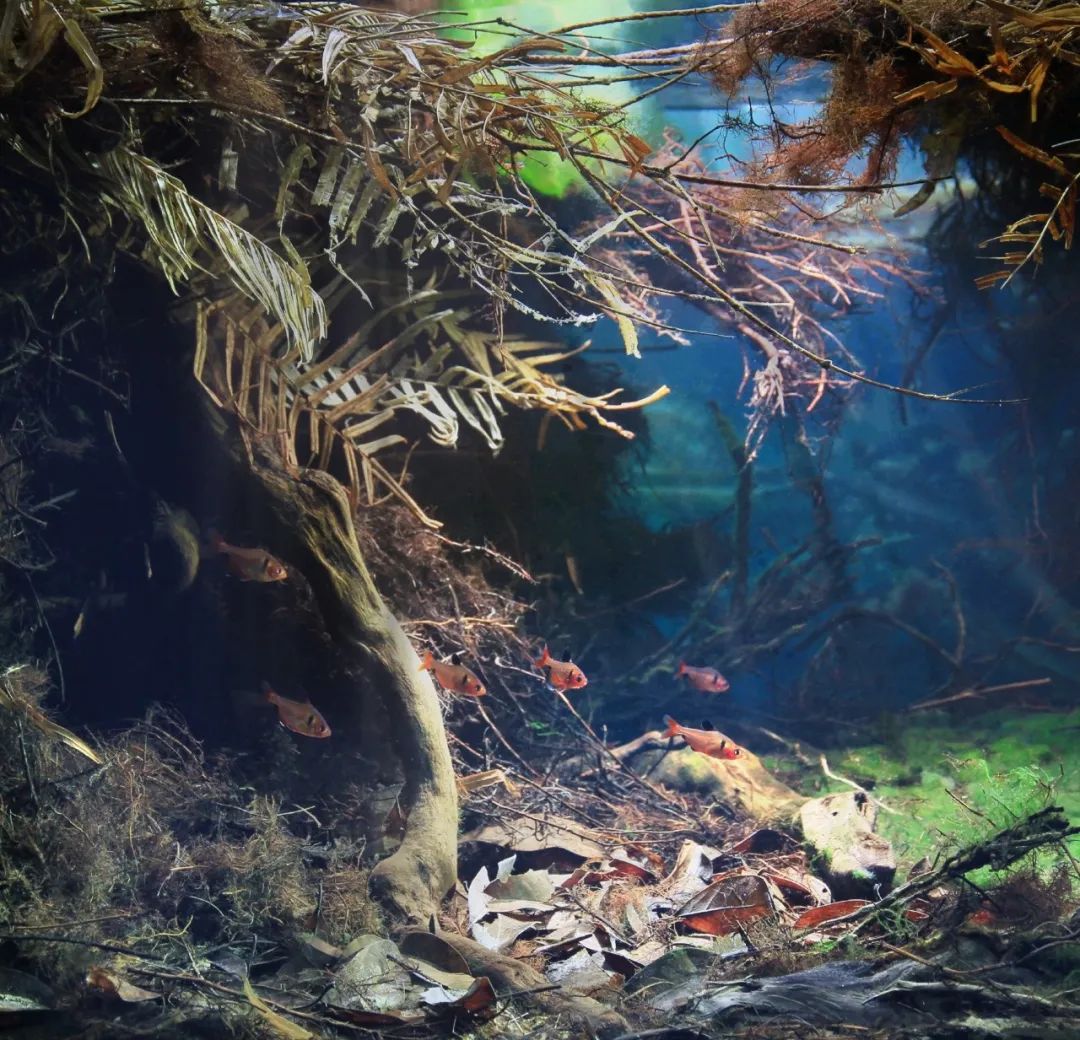 水陆生态鱼缸造景_生态鱼缸存缸造景教程全过程_原生态鱼缸造景景观效果图