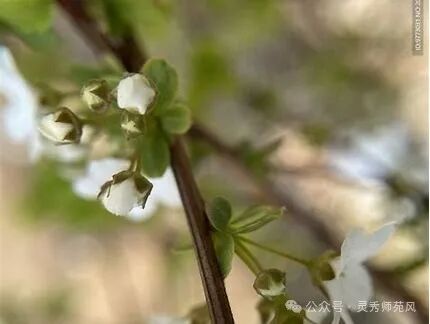 珍珠绣线菊图片 的图像结果