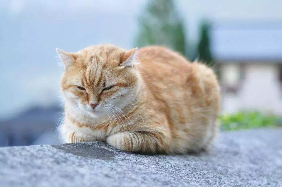 cat是猫,lady是女士,那cat lady是什么意思?-高途