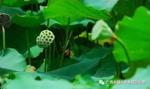 九月份贺州第三节莲藕节盛大开幕！！！！490 / 作者:黑轩 / 帖子ID:236314