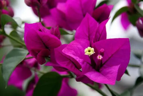 美！福建各市县的市树、市花你都知道吗？