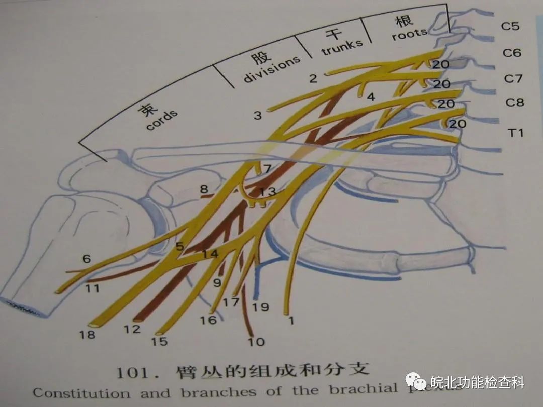 上肢不能內外旋,肘不能屈曲,手的功能正常,感覺缺失主要在上臂,前臂和