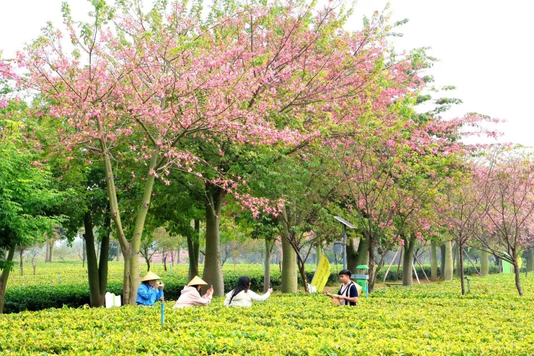 外国友人打卡英九庄园茶叶种植基地。清远日报记者 钟履双 摄