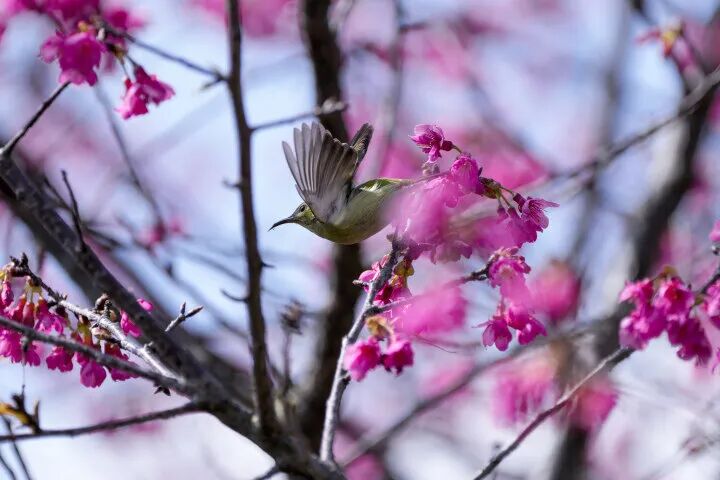 2024年2月13日，清远市区北江北岸，盛放的樱花吸引鸟儿前来觅食。清远日报记者 李思靖 摄