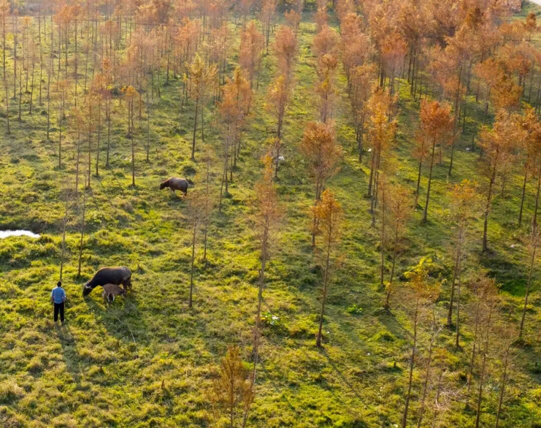 轻症患者居家治疗如何备药用药？一起看广东中医临床专家详解