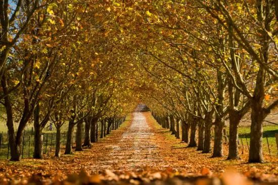 這是上帝的偏愛，秋季最美的國家——澳洲！ 旅遊 第15張