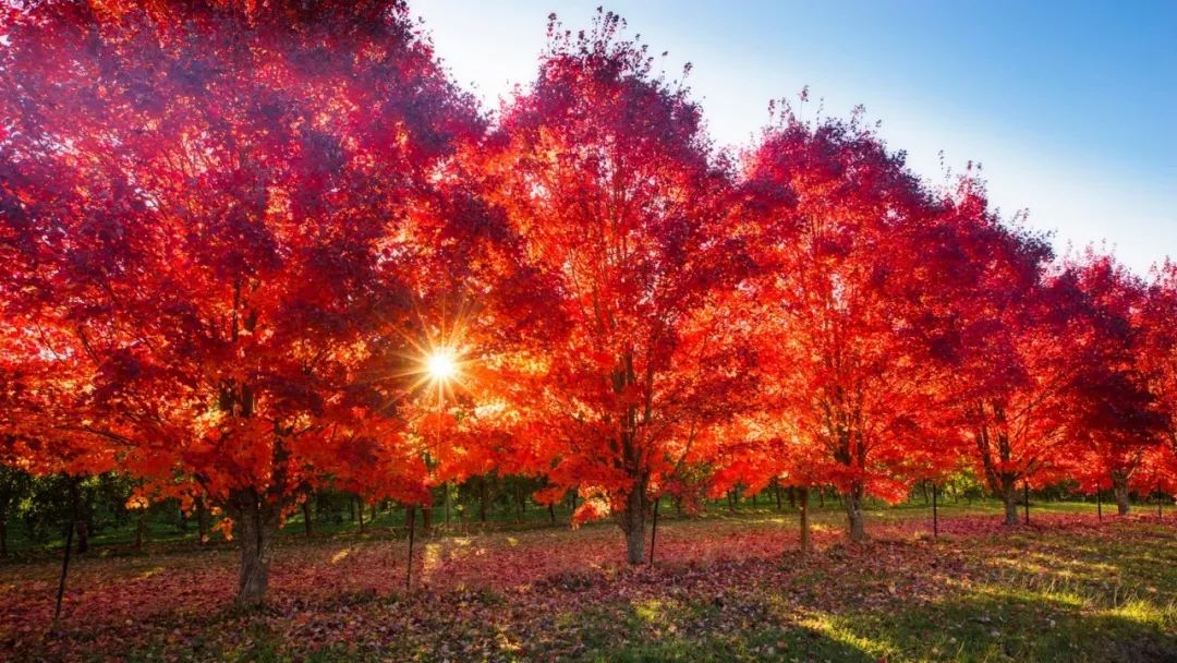 這是上帝的偏愛，秋季最美的國家——澳洲！ 旅遊 第31張