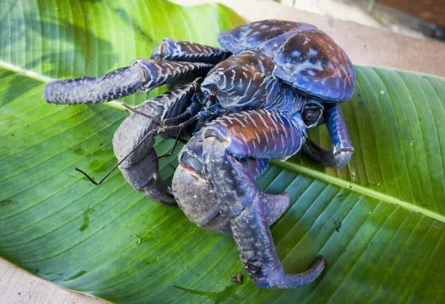 世界生物进化史_世间进化生物有哪些_世间生物进化